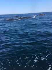 whale-watching-ginny-g