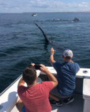 Provincetown Whale Watching