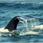 Provincetown Whale Watching
