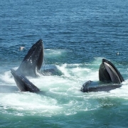 Provincetown Whale Watching