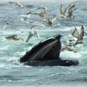 Provincetown Whale Watching