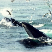 Provincetown Whale Watching