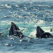 Provincetown Whale Watching