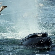 Provincetown Whale Watching