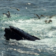 Provincetown Whale Watching