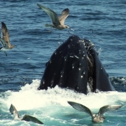 Provincetown Whale Watching