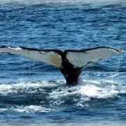 Provincetown Whale Watching