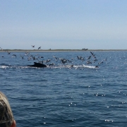 Provincetown Whale Watching