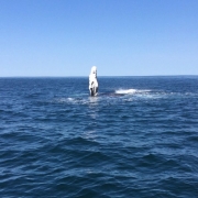 Provincetown Whale Watching