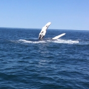 Provincetown Whale Watching