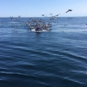 Provincetown Whale Watching