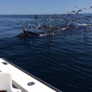 Provincetown Whale Watching