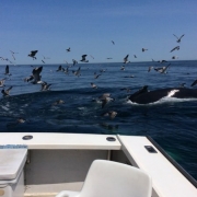 Provincetown Whale Watching