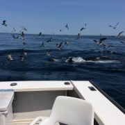 Provincetown Whale Watching