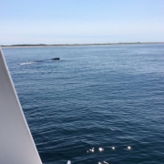 Provincetown Whale Watching