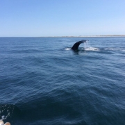Provincetown Whale Watching
