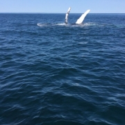Provincetown Whale Watching