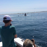 Provincetown Whale Watching