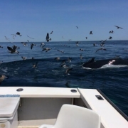Provincetown Whale Watching