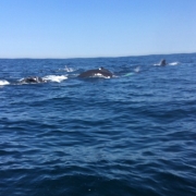 whale-watching-ginny-g-1