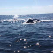 whale-watching-ginny-g-2