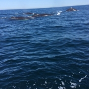 whale-watching-ginny-g