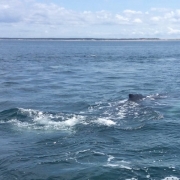 Provincetown Whale Watching