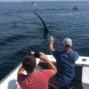 Provincetown Whale Watching