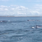 Provincetown Whale Watching