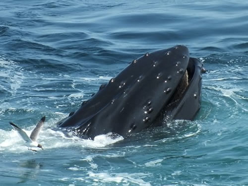 Provincetown Whale Watching Charter