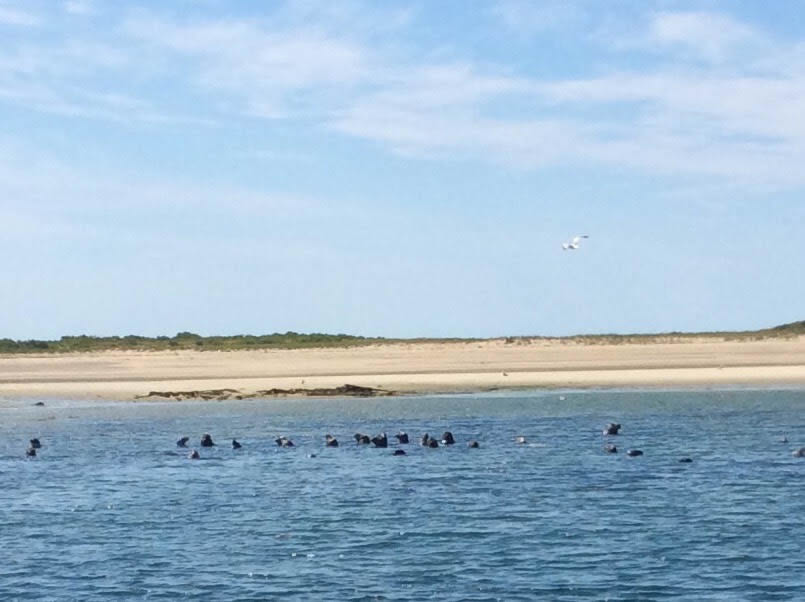 provincetown-seal-watching