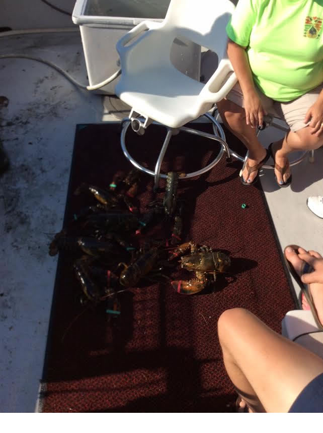 lobster-provincetown-fishing