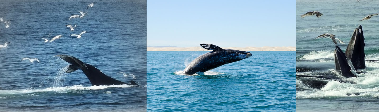 ginny-g-whale-watch-cape-cod-provincetown-2023
